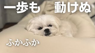 ふかふかから一歩も動かないかわいすぎ注意なマルペキの犬 /  マルチーズ×ペキニーズ