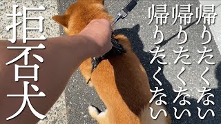 【番外編016】【拒否犬】帰りたくない！笑顔で帰宅拒否する豆柴さん。の巻 -MOMONOSUKE'S DAILY LIFE #Shorts 016-