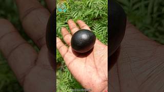 Shaligram stone , laddu gopal shaligram  shila  #shorts #short #shortsfeed