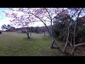 【沖縄】八重岳 桜360度