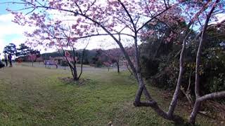 【沖縄】八重岳 桜360度