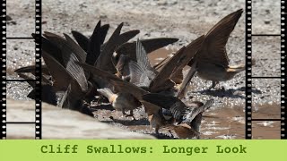 Cliff Swallows Uncut