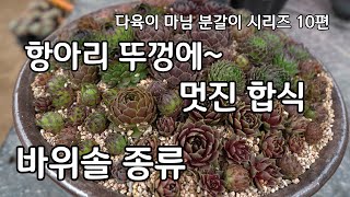 항아리 두껑 다육이 화분 합식 바위솔 종류 다육이 마님 분갈이 시리즈 10편