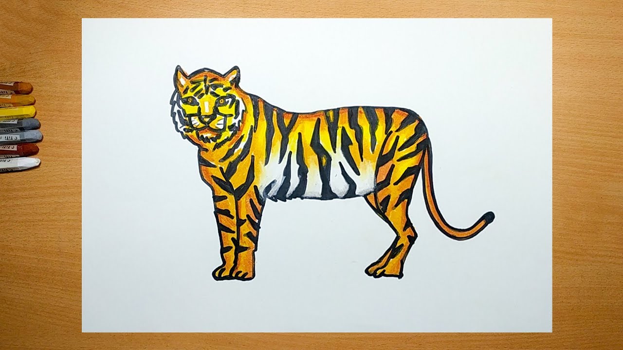 How To Draw A Tiger For Kids : Step By Step - YouTube