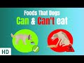 Foods That Dogs Can And Can't Eat