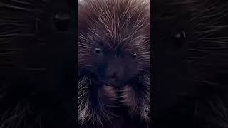 প্রাকৃতিক ছদ্মবেশ #eastwest #viral #animals