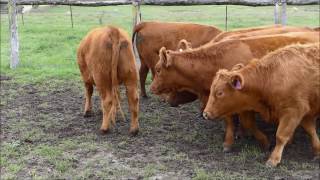 11 EU PTIC Red Angus x Charolais Composite Heifers - Jenkins