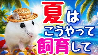 暑くなったらハムスター飼育はこう変えて！