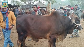 @ ২৭/১/২০২৫|| খামার উপযোগী দেশাল জাতের ষাঁড় গরুর কেনা-বেচা দিনাজপুরের আমবাড়ী হাটে||