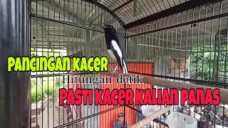 Pancingan kacer Emosi Buka  Ekor Isian Kapas Tembak , pasti bikin kacer kalian buka ekor dan emosi