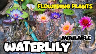 Waterlily flowering plants available all india courier available Trivandrum kattakada #waterlilly