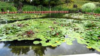 ゆったりと落ち着きたい時に見てください　琵琶湖水生植物園2012年6月22日