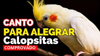 Calopsita Cantando 1 hora de canto Calopsitas PARA ALEGRAR sua Calopsitas Cantar Assobio Calopsitas