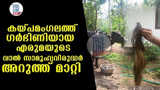 കയ്പമംഗലത്ത്  ഗർഭിണിയായ  എരുമയുടെ വാൽ സാമൂഹ്യവിരുദ്ധർ അറുത്ത് മാറ്റി