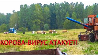 Как 15 рогатых комбайнов помогали убирать ячмень!