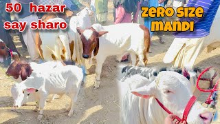 Shiekh wahan mandi update|Shiekh wahan cow  mandi|nokaray  ablag gulabi|chotay zero size in 50hazar😍