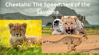 Cheetahs  The Speedsters of the Savanna