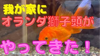 【 金魚 】我が家に、オランダ獅子頭が、やってきた！！