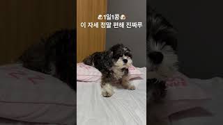 🐶1일1콩🐶 이 자세 정말 편해 진짜루