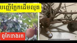 បញ្ញេីក្អែកដេីមល្មុតស្នេហខាងរកសុី Deer sap business sweetheart