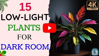 15 Low Light Indoor Plants | Indoor Plants That Don't Need Light | Plants That Grow In Dark Room.