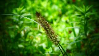 1091#道端の草花#チカラシバ#力芝#長池公園#Roadside flowers#Pennisetum#Nagaike Park#20210916