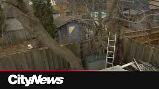 Homeowner says developer tried to cut down tree on his property