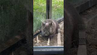 マルちゃん庭ん満喫するウォンバットのコウくん(五月山動物園)