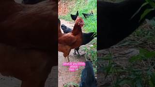 #බිත්තර කන්න කලින් 🍳😀#Hen and #eggs how to get eggs