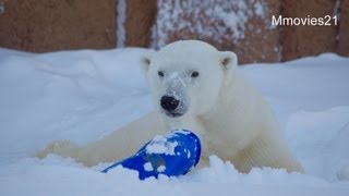 新しいおもちゃで遊ぶデナリ~Polar Bear is playing