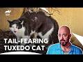 How Jackson Saves These Angry Cats from Being 