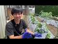 【なす】の横に植えるだけでメリットいっぱいの野菜を紹介します【無農薬】