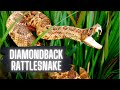 Diamond Back Rattlesnake (Top Facts!)