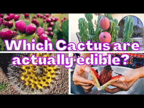 Is cactus can be eaten?
