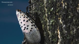 This invasive bug could be threatening Virginia vineyards