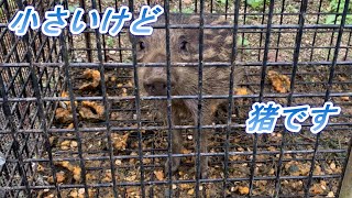 ウリ坊捕獲【箱罠】【猪】