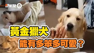 黃金獵犬可愛耍笨特輯！咬小被被打滾、被空氣門困住...把妹也用滾的｜寵物｜狗｜Golden Retriever