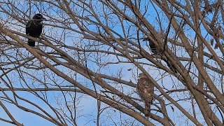 オオタカの幼鳥にチョッカイを出すカラスたち　Crows annoying a young goshawk　Corvi che infastidiscono un giovane astore