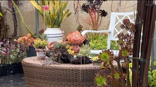 A rainy day in my tiny succulent garden |Nature rain sound to relax and sleep  #大雨中的多肉