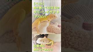 【ペット】　グリーンイグアナ　アルビノ　その１　ご紹介