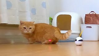 レーザーポインターに振り回される短足猫【ノーカット】-Cat playing with laser pointer robot.-