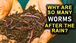 WHY ARE SO MANY WORMS AFTER THE RAIN