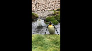 斜面を登ってドヤ顔するキングペンギン - King penguin struggles to climb up river bank