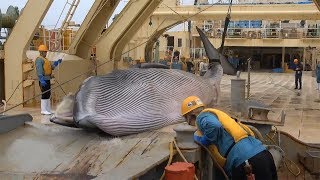 ニタリクジラの捕獲動画を公開　３１年ぶりの商業捕鯨