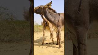 Donkey back style #trending #foryou #support #naturelovers