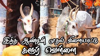 இந்த ஆண்டின் முதல் ஆட்டம்||கரூர் வெள்ளை 2023||KOVAI KOMBANS