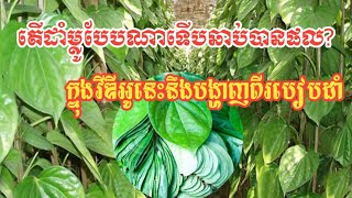 តេីដាំម្លូបែបណាទេីបឆាប់បានផល? ក្នុងវីឌីអូនេះនឹងបង្ហាញពីរបៀបដាំ