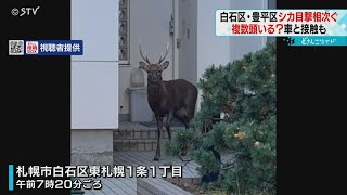 住宅街で“シカ”が右往左往　出没相次ぐ　車と接触事故も　付近にオスとメス数頭いる可能性