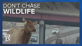 Warning for pet owners as wildlife encounters become more common in Utah