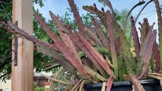 Red Epiphyllum Ackermanii New Growth | Question for the viewer?